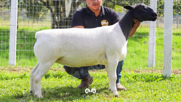Lote em leilao em Brasil