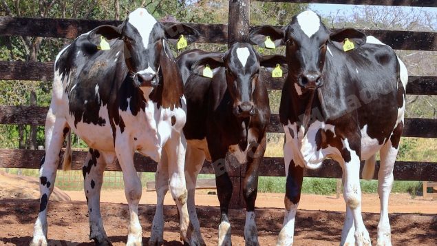 Lote em leilao em Cristalina/GO