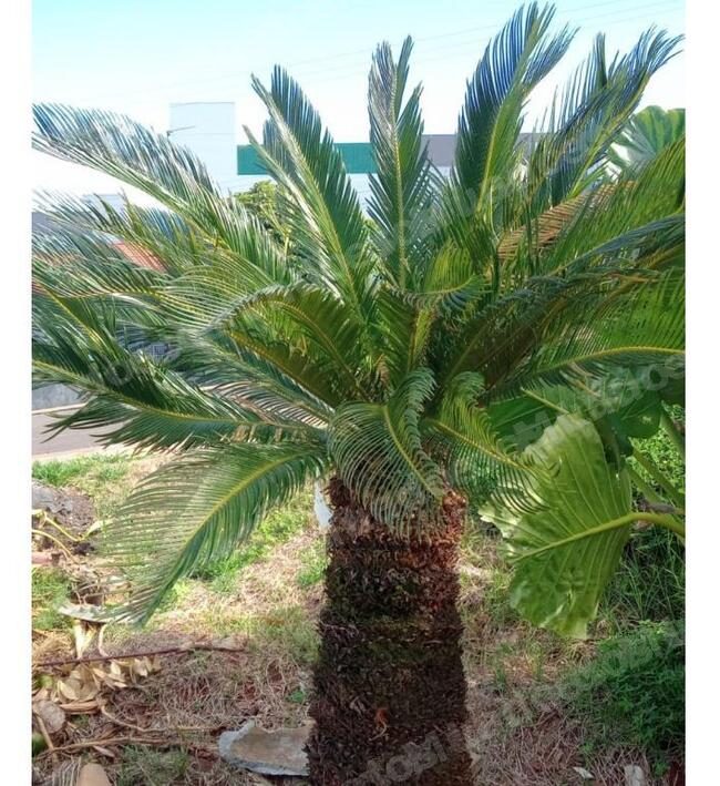 Lote em leilao em Brasil