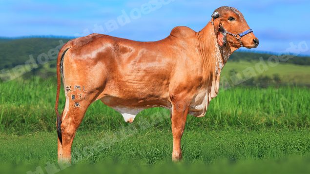 Lote em leilao em Brasil