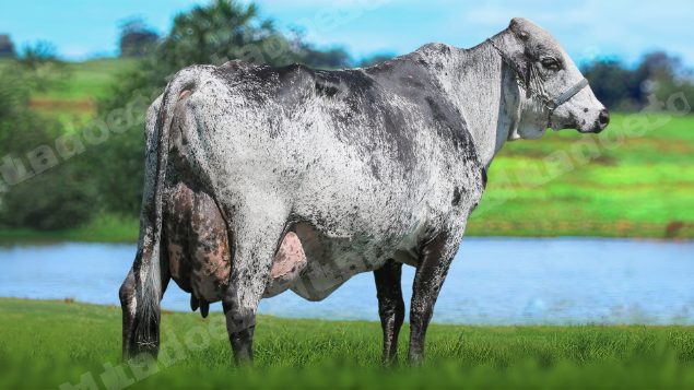 Lote em leilão em Brasil