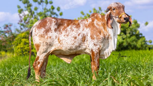 Lote em leilão em Brasil - Lote 313