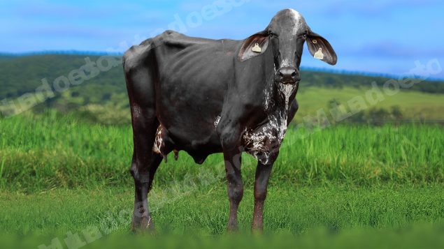 Lote em leilao em Álvares Florence/SP