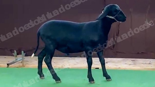 Animais em leilão em Brasil - Lote 9