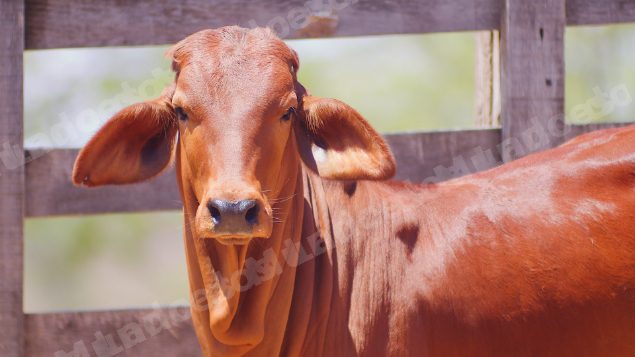 Lote em leilão em Brasil - Lote 182