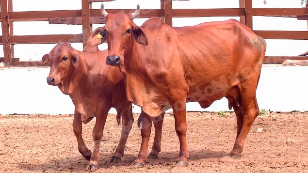 Lote em leilao em Brasil