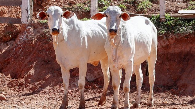 Lote em leilao em Pratápolis/MG