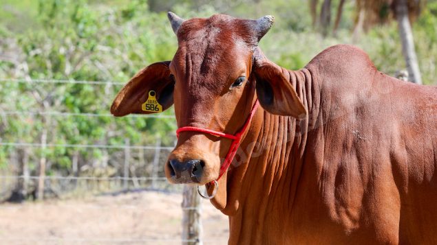 Lote em leilao em Brasil