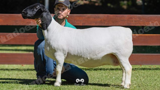 Lote em leilao em Brasil
