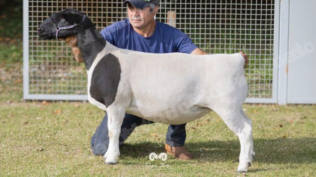 Lote em leilao em Brasil