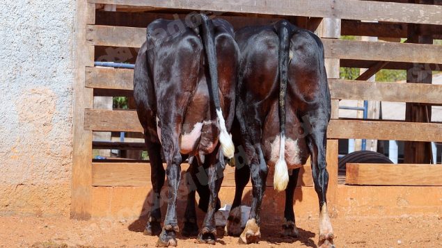 Lote em leilao em Cristalina/GO