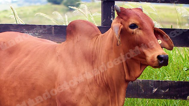 Lote em leilão em Brasil - Lote 186