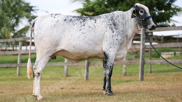 Lote em leilao em Brasil