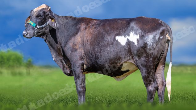Lote em leilao em Miradouro/MG