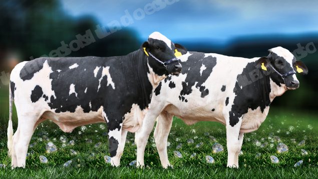 Lote em leilão em Brasil - Lote 65