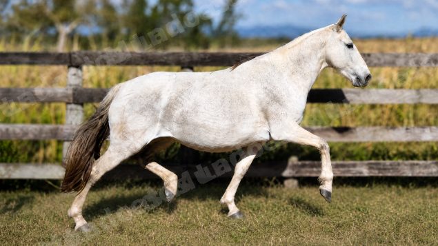 Lote em leilao em Brasil
