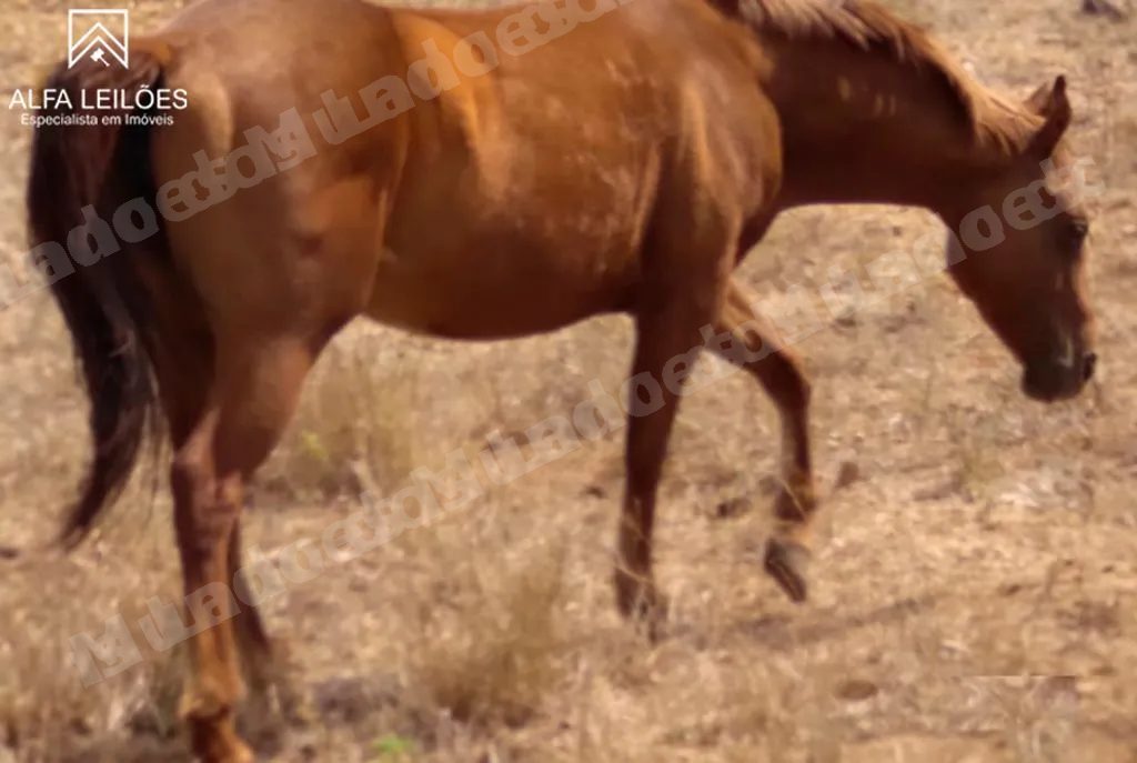 Lote em leilao em São João das Missões/MG