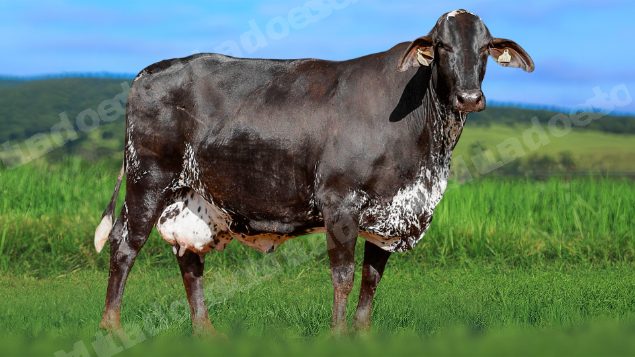 Lote em leilao em Álvares Florence/SP