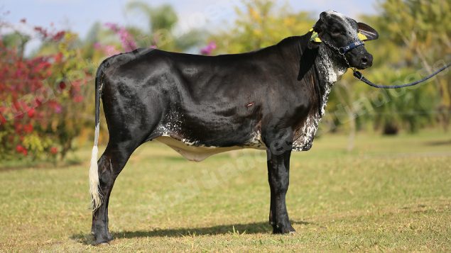 Lote em leilao em Brasil