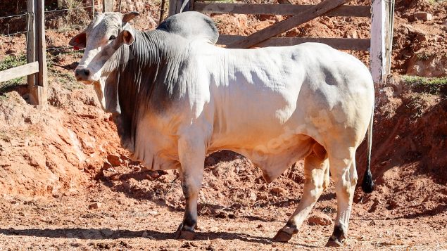 Lote em leilao em Pratápolis/MG
