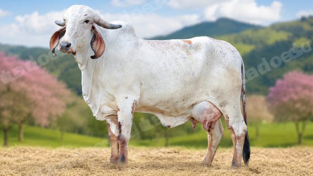 Lote em leilao em Rio Novo/MG - Lote 15