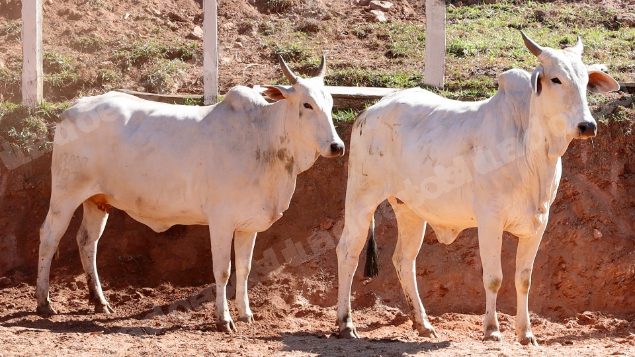 Lote em leilao em Pratápolis/MG