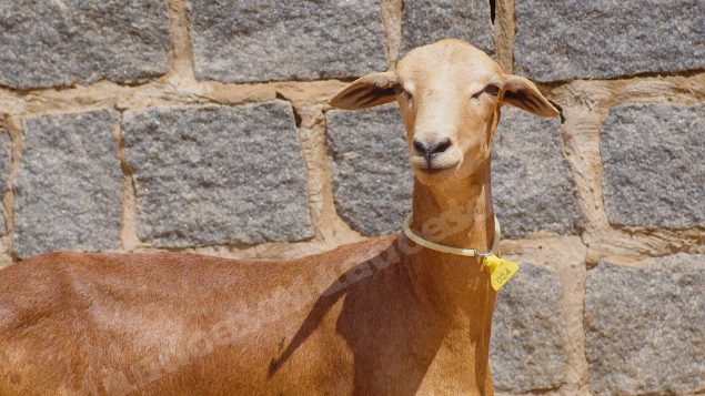 Lote em leilao em Taperoá/PB