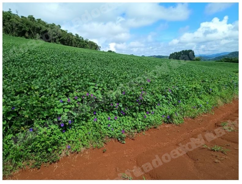 Imovel em leilao em Tangará/SC - Lote 2
