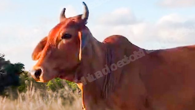 Lote em leilao em Brasil