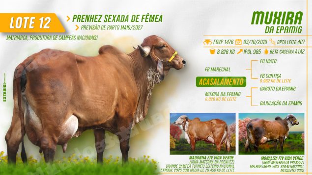 Lote em leilão em Jales/SP - Lote 13