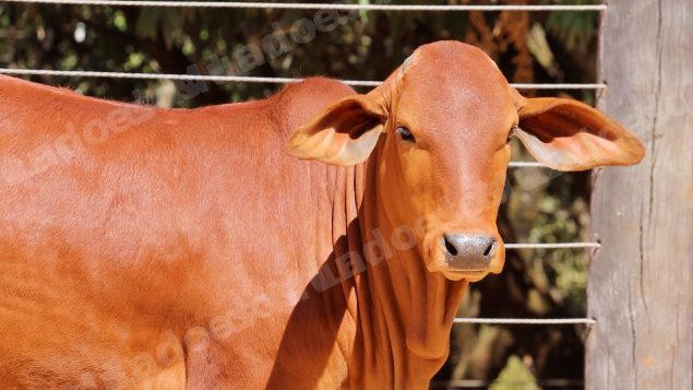 Lote em leilao em Planaltina/GO