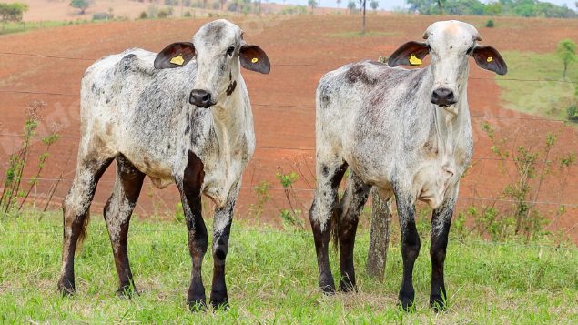 Lote em leilão em Dores do Indaiá/MG - Lote 9