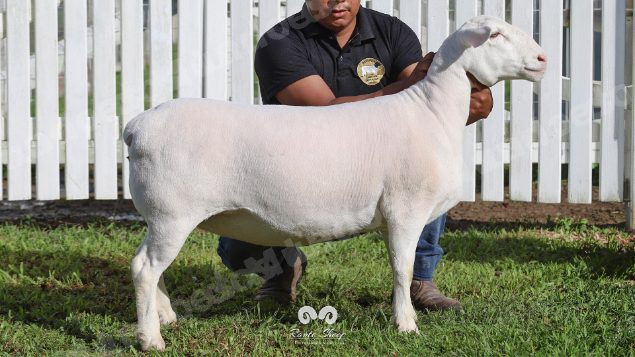 Lote em leilao em Brasil