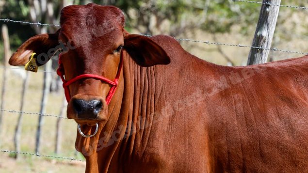 Lote em leilao em Brasil