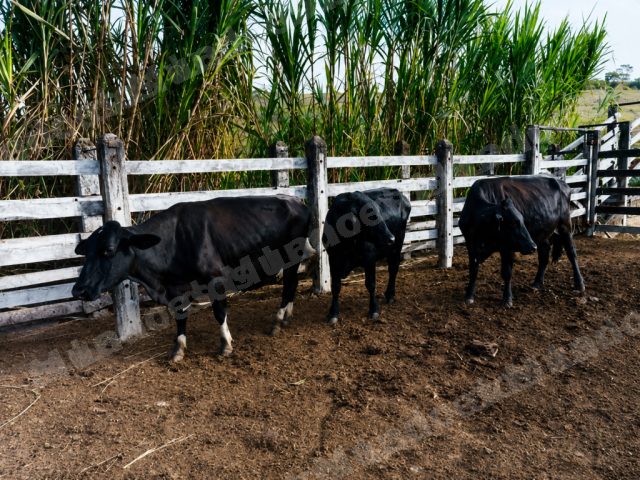 Lote em leilao em São Gabriel da Palha/ES
