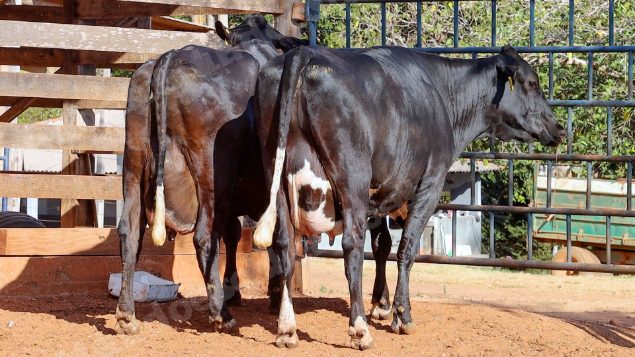 Lote em leilao em Cristalina/GO
