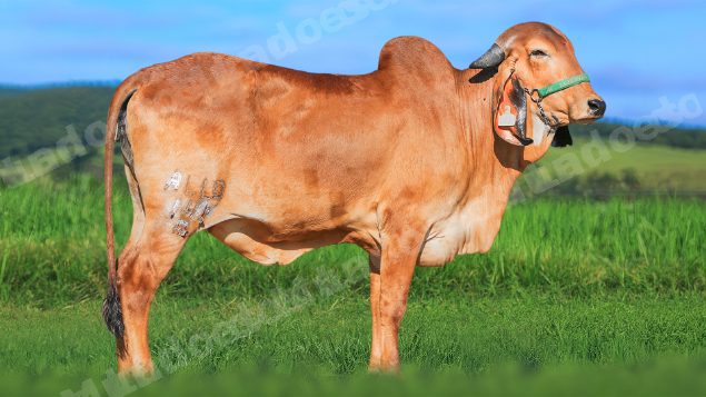 Lote em leilao em Brasil