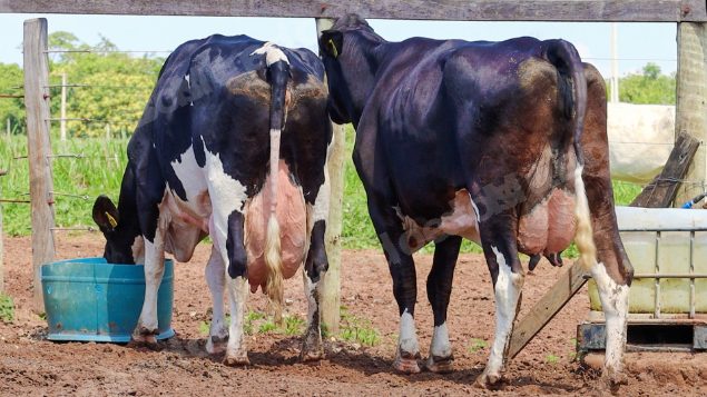 Lote em leilão em Jataí/GO - Lote 25