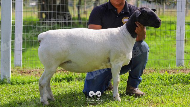 Lote em leilao em Brasil