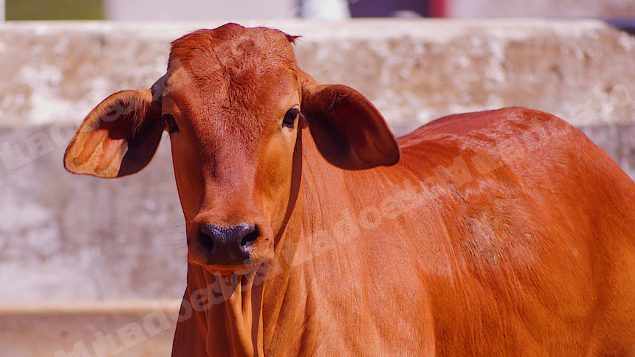 Lote em leilão em Brasil - Lote 187