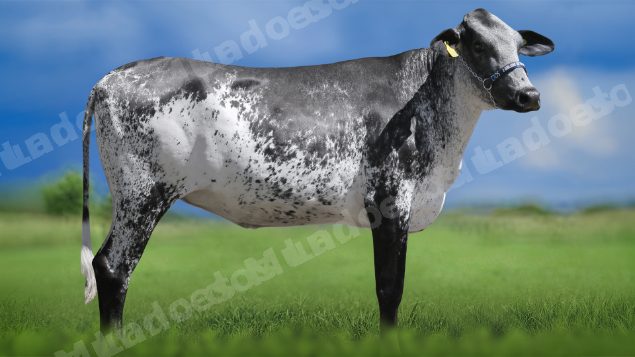 Lote em leilao em Igaratinga/MG - Lote 16