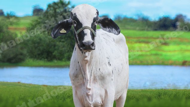 Lote em leilão em Brasil