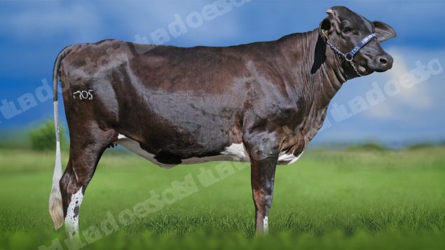 Lote em leilao em Igaratinga/MG - Lote 17