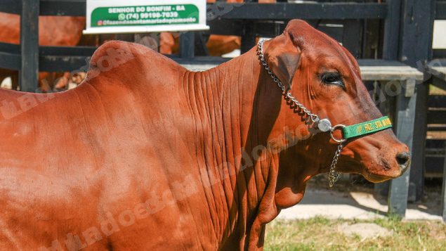 Lote em leilao em Brasil - Lote 827