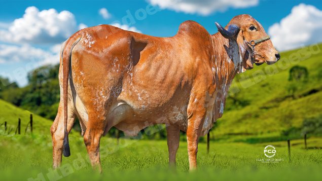 Lote em leilao em Passos/MG