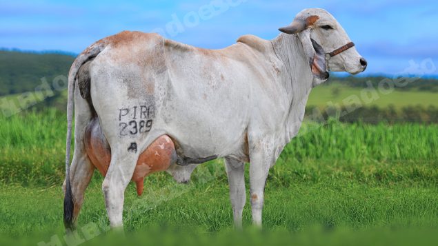 Lote em leilao em São Pedro do Suaçuí/MG - Lote 21