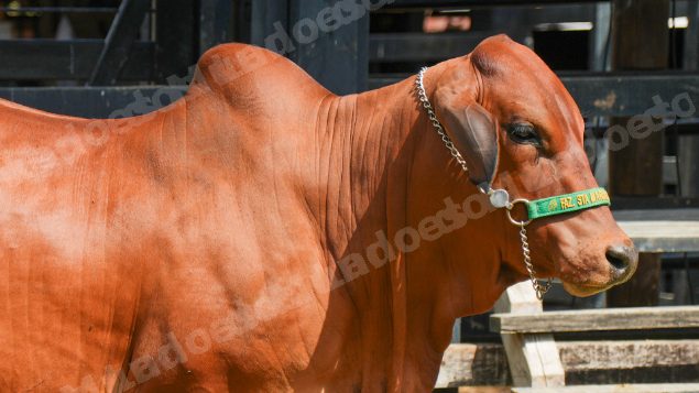 Lote em leilao em Brasil - Lote 833