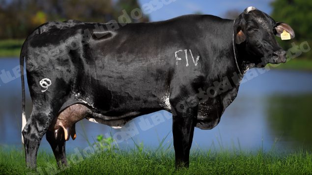 Lote em leilao em Água Comprida/MG - Lote 11