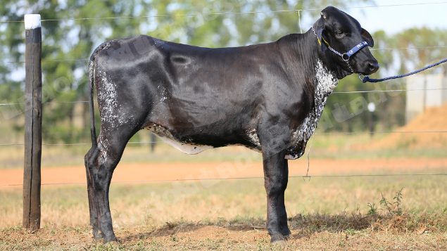 Lote em leilao em Brasil