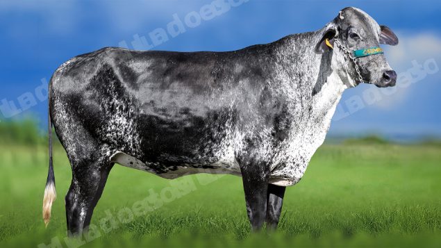 Lote em leilao em Miradouro/MG